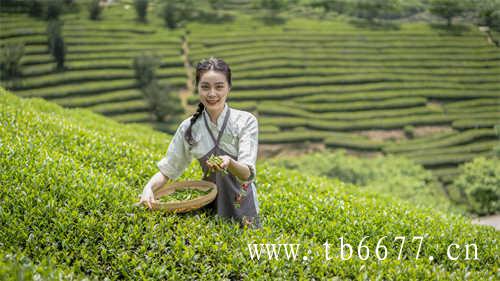 金萱乌龙茶工芝