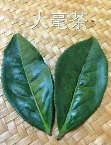 寿眉茶制作工艺