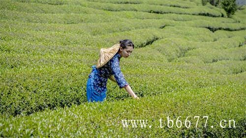 男人茶女人茶应该怎么界定