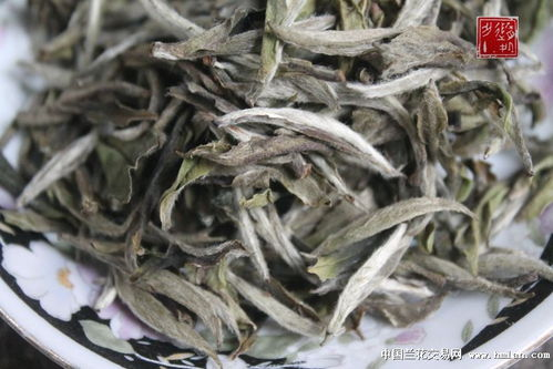 福鼎白茶是什么品种茶制作的