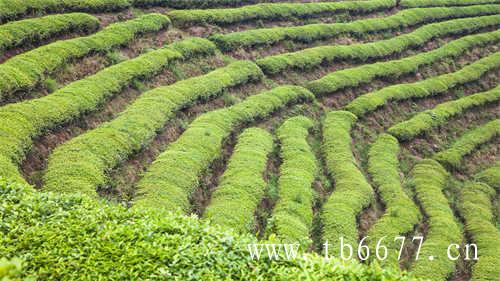 常喝这4种茶生津润燥稳度金秋