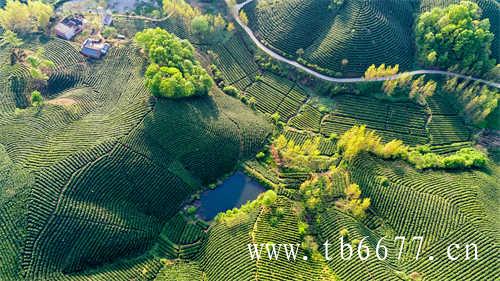 代表性高山茶阿里山乌龙