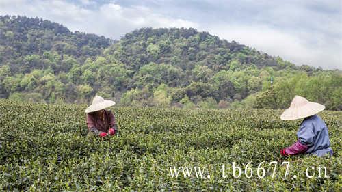 三得利乌龙茶真的没有热量吗