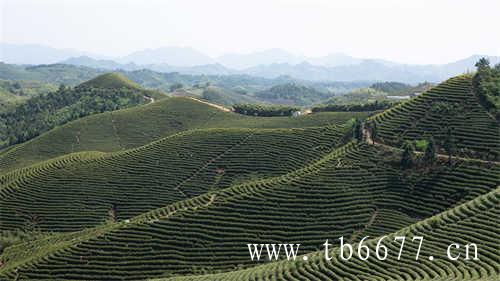 寿眉春茶好还是秋寿眉好