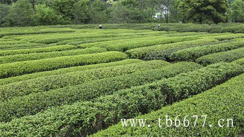 贡眉白茶枣香系列