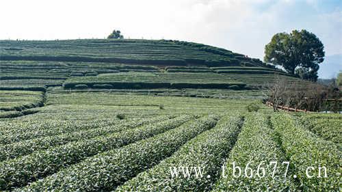 高山茶是什么