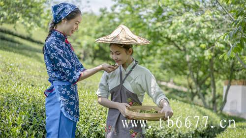 中国白茶之乡福建福鼎白茶