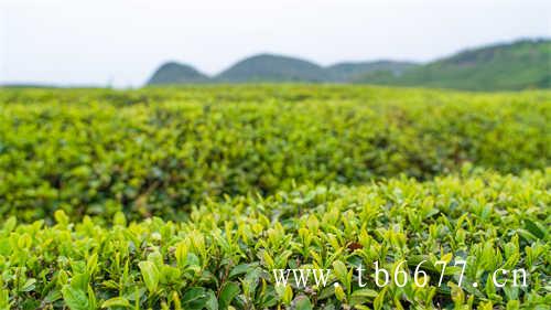 福鼎白茶越陈越香你会存茶吗