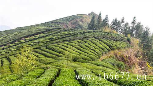 福鼎白茶有散茶吗