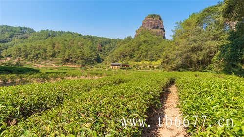 台湾冻顶乌龙茶的种植