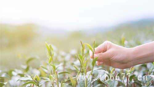 茶百科的白茶保存方式