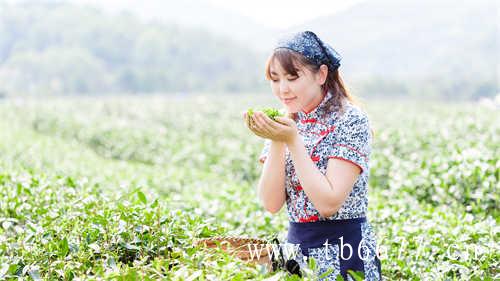 寿眉茶的功效与作用有哪些